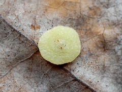 Neuroterus quercusbaccarum