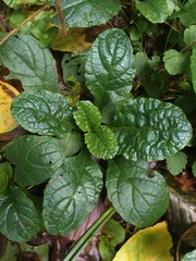 Ajuga