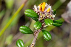 Pultenaea pycnocephala