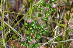Pultenaea pycnocephala