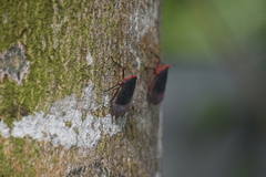 Kalidasa lanata