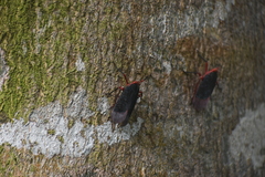 Kalidasa lanata