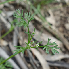 Daucus glochidiatus