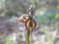 Pterostylis lepida