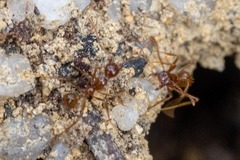 Aphaenogaster longiceps