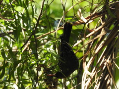 Oriolus flavocinctus