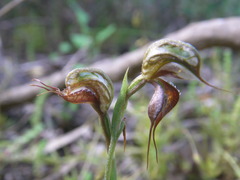 Pterostylis lepida