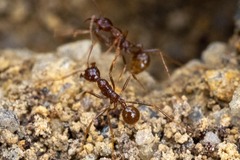 Aphaenogaster longiceps