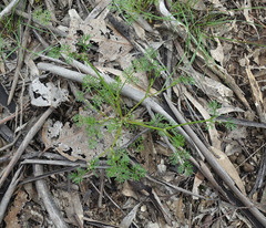 Daucus glochidiatus