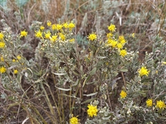 Galatella villosa
