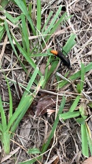 Tachypompilus analis