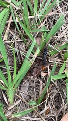 Tachypompilus analis