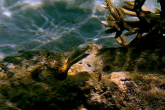 Stethojulis bandanensis