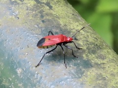 Dindymus sanguineus
