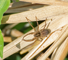Lycosinae