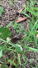 Tachypompilus analis