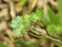 Hydrocotyle batrachium
