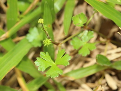 Hydrocotyle batrachium