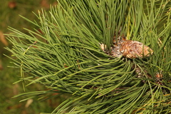 Pinus nigra