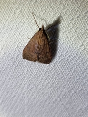 Endotricha pyrosalis