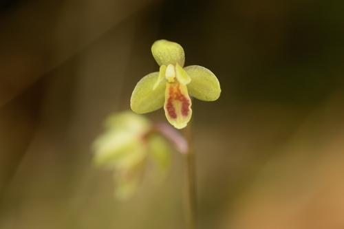 Ephippianthus sachalinensis