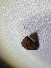 Endotricha pyrosalis