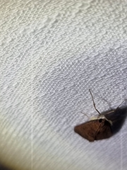 Endotricha pyrosalis