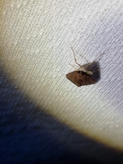 Endotricha pyrosalis