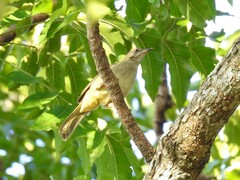 Pycnonotus conradi