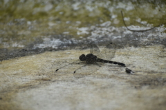 Bradinopyga geminata