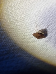 Endotricha pyrosalis