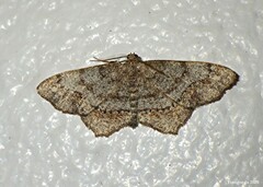 Hypagyrtis piniata