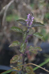 Ocimum tenuiflorum