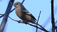 Carpodacus sibiricus