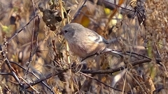 Carpodacus sibiricus