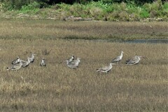 Numenius madagascariensis