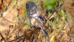 Carpodacus sibiricus