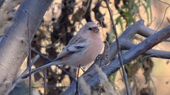 Carpodacus sibiricus