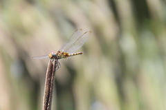 Urothemis signata