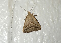 Macrochilo absorptalis