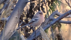 Carpodacus sibiricus
