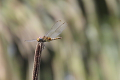 Urothemis signata