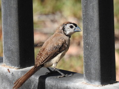 Stizoptera bichenovii