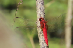 Rhodothemis rufa