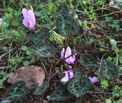 Cyclamen graecum graecum