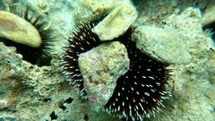 Sphaerechinus granularis