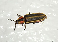 Pyractomena