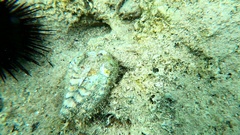 Mollusca