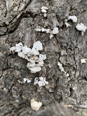 Fungi
