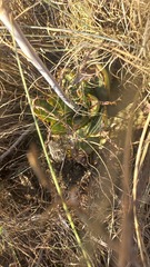 Aloe greatheadii